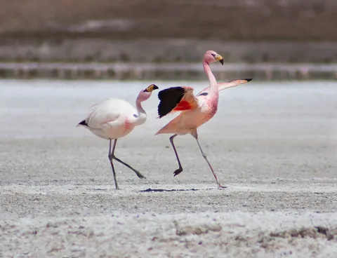 Fighting James's Flamingos