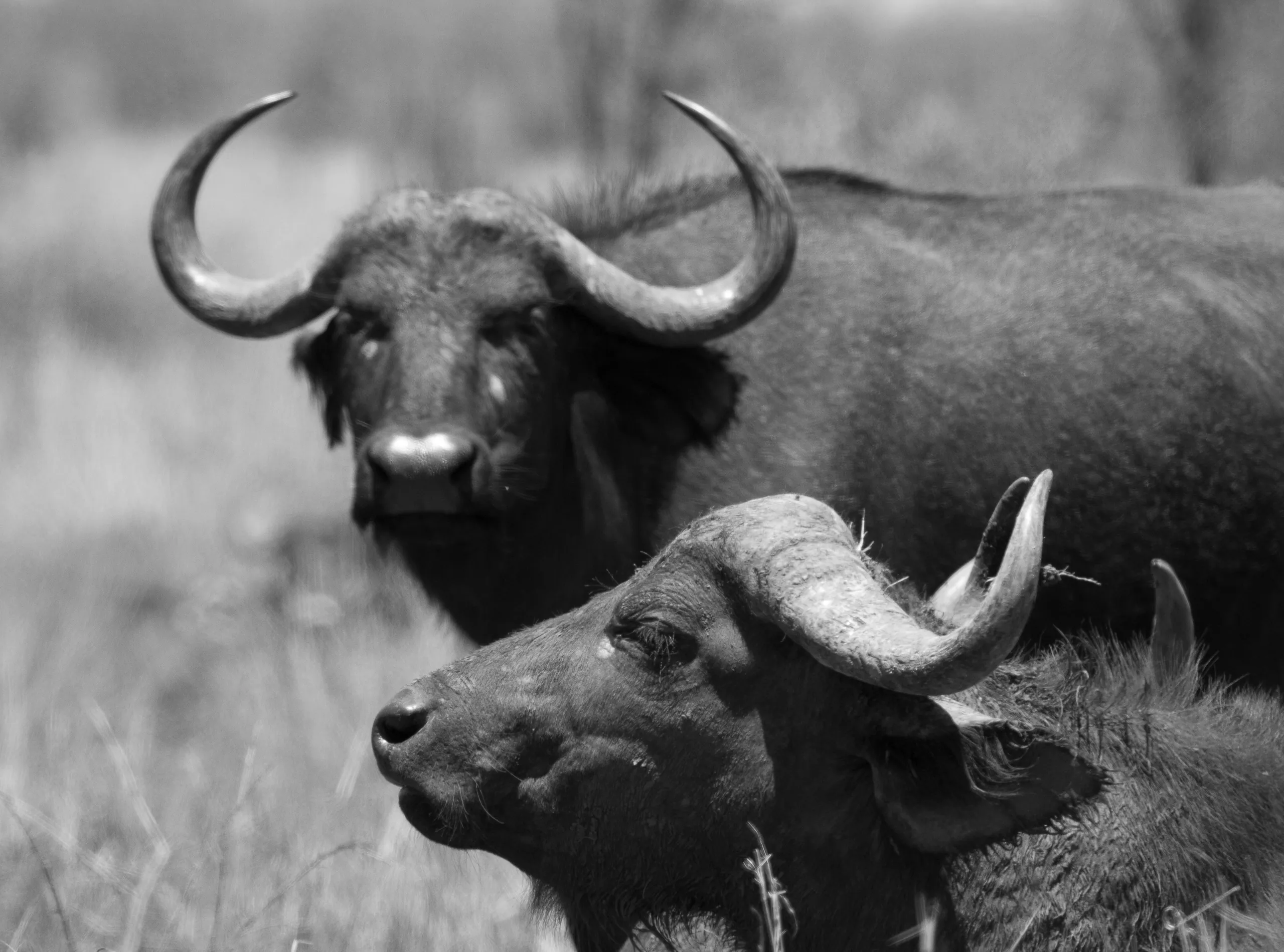 African Buffalo