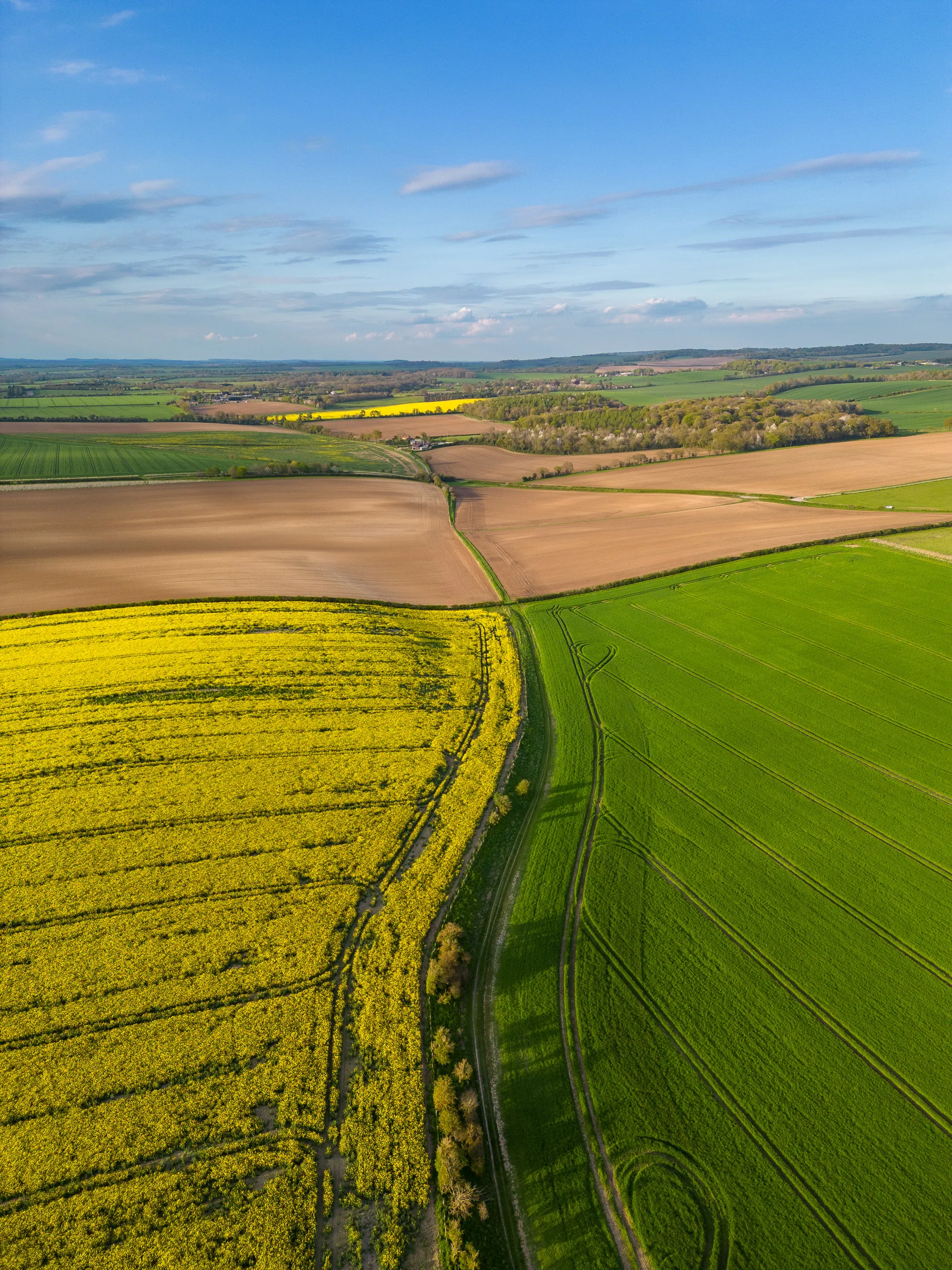 Ipsden Oilseed Rape Fields, Oxfordshire