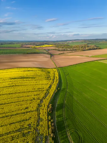 Ipsden Oilseed Rape Fields, Oxfordshire