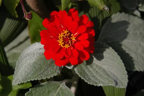 Oxford Botanic Gardens