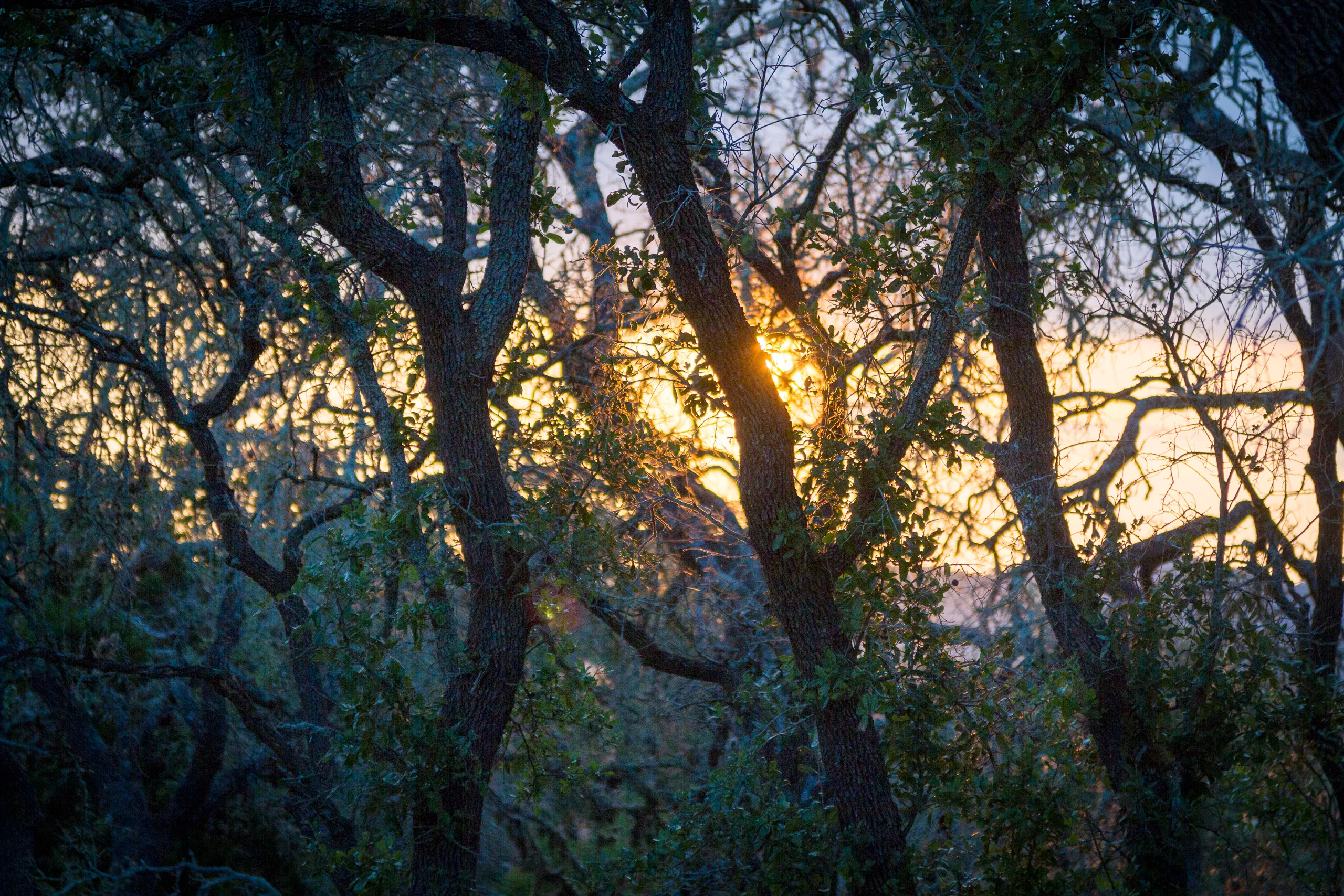 Canyon Wren Ranch - Sunset through Trees