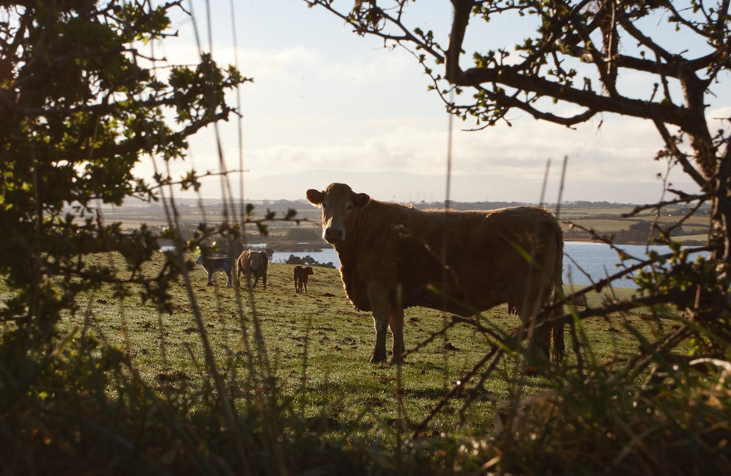 Wary Cow