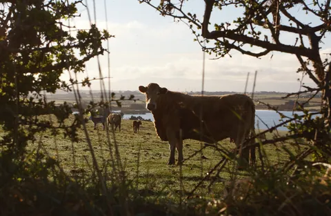 Wary Cow