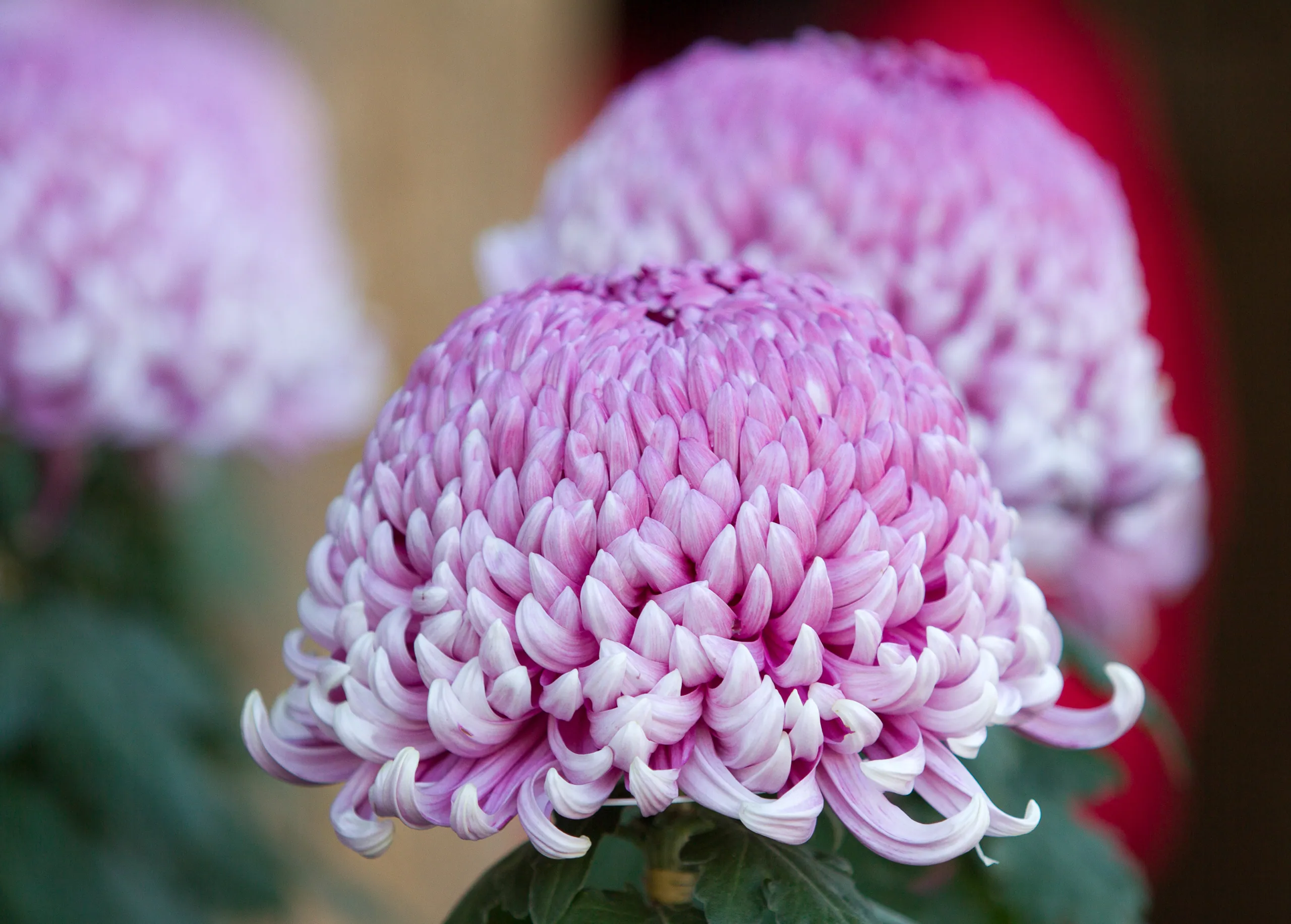 Traditional Chrysanthemums outside Meiji Shrine