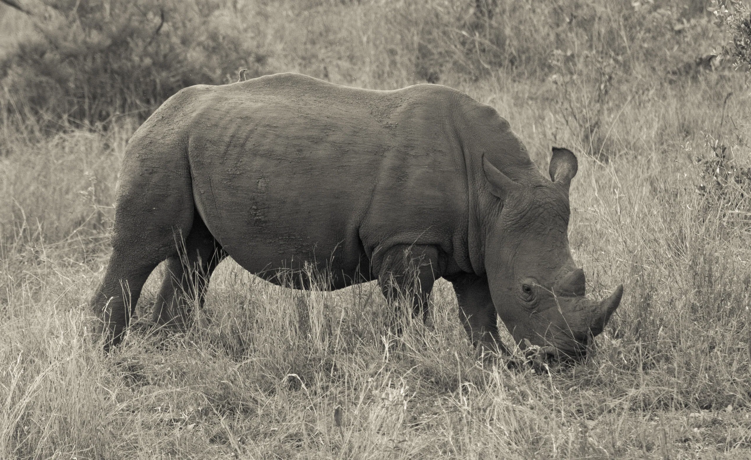 White Rhino