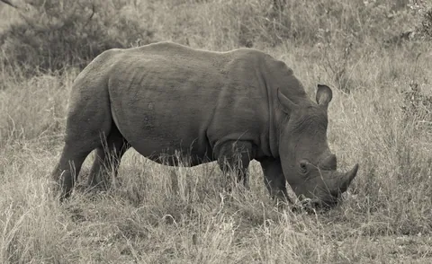 White Rhino