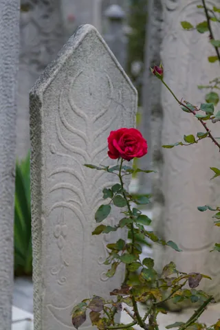 Rose and grave in the cemetery of the Sulemaniye Mosque