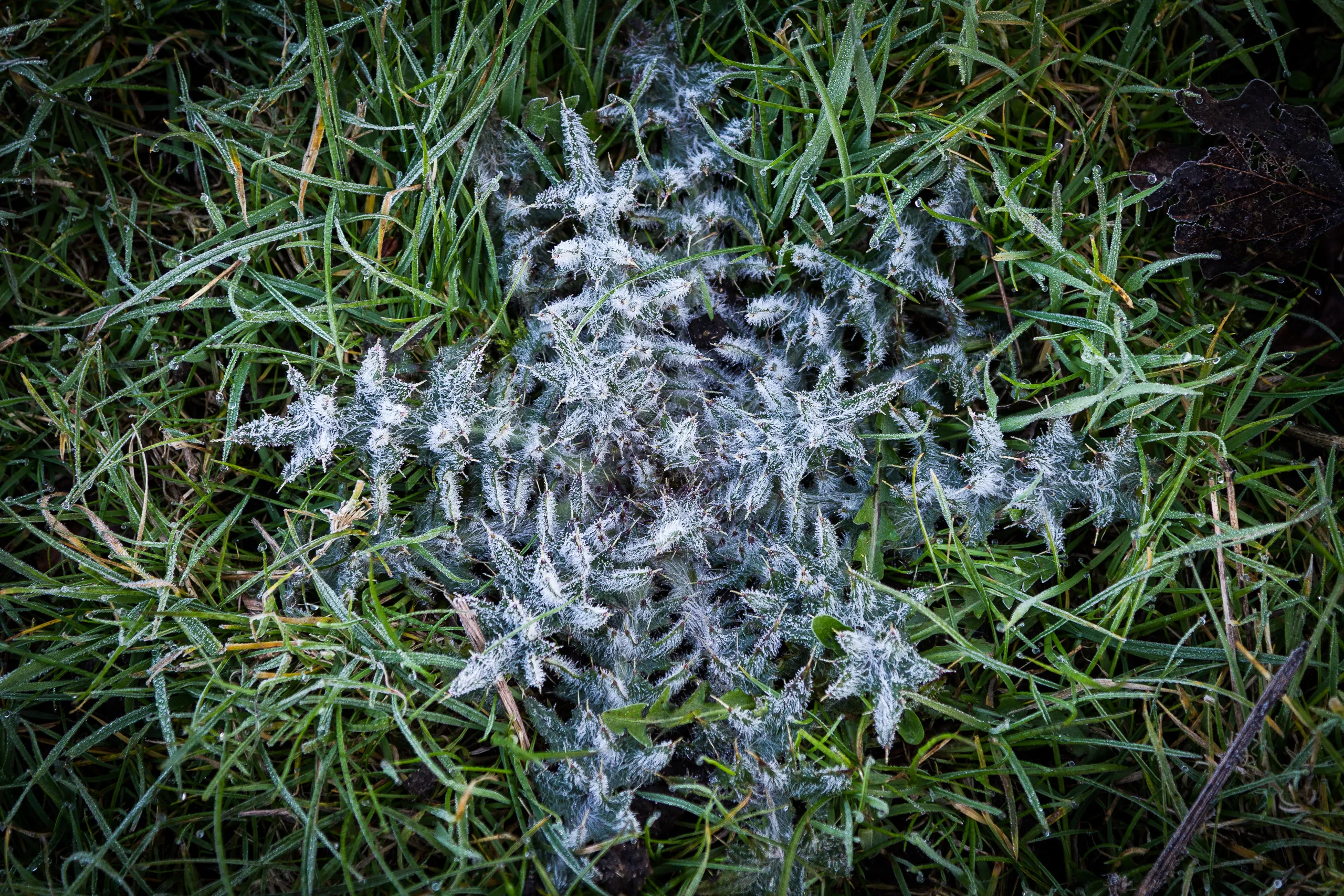 Frost Weed, Seaton, Wickhambreaux, Kent