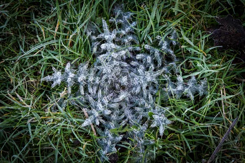 Frost Weed, Seaton, Wickhambreaux, Kent