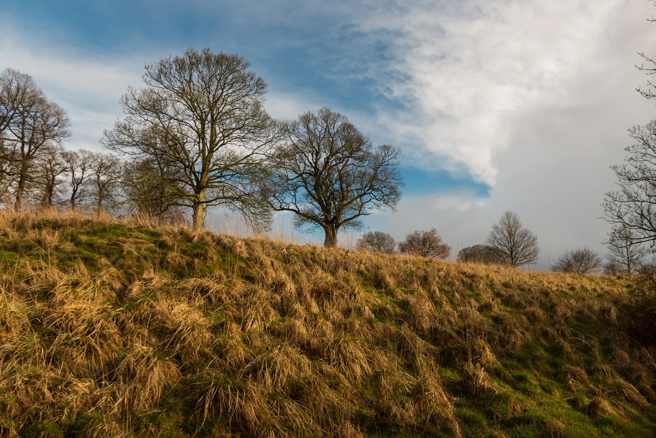 Late afternoon at Buston Wood, nr Pilsley, the Peak District