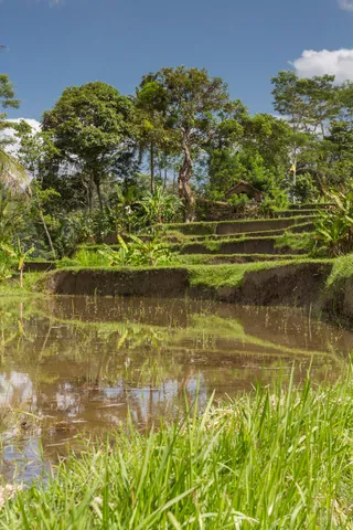 Rice Paddy in Sayan Valley