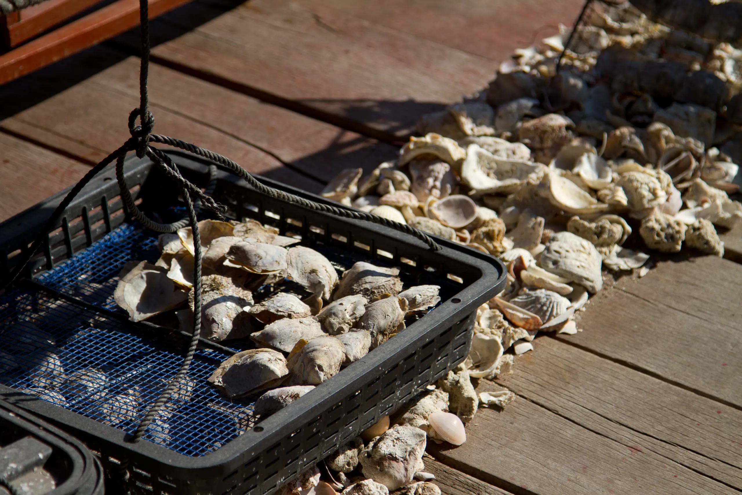 Pearl oysters in Vong Vieng floating fishing village, Ha Long Bay