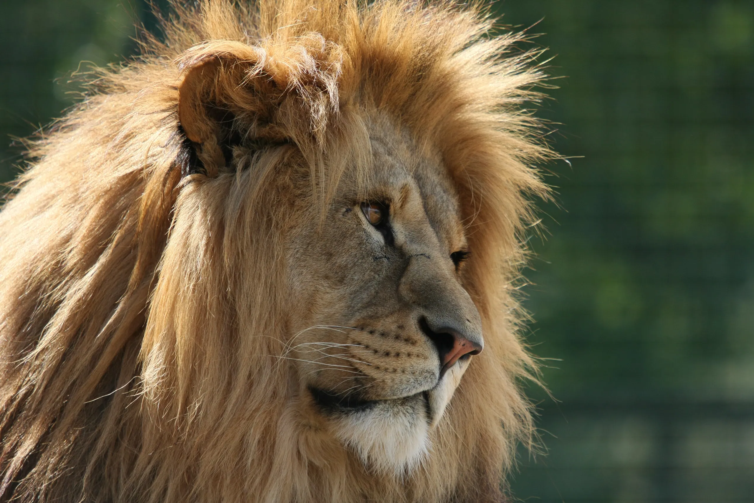 African Lion