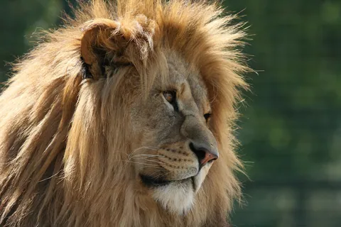 African Lion