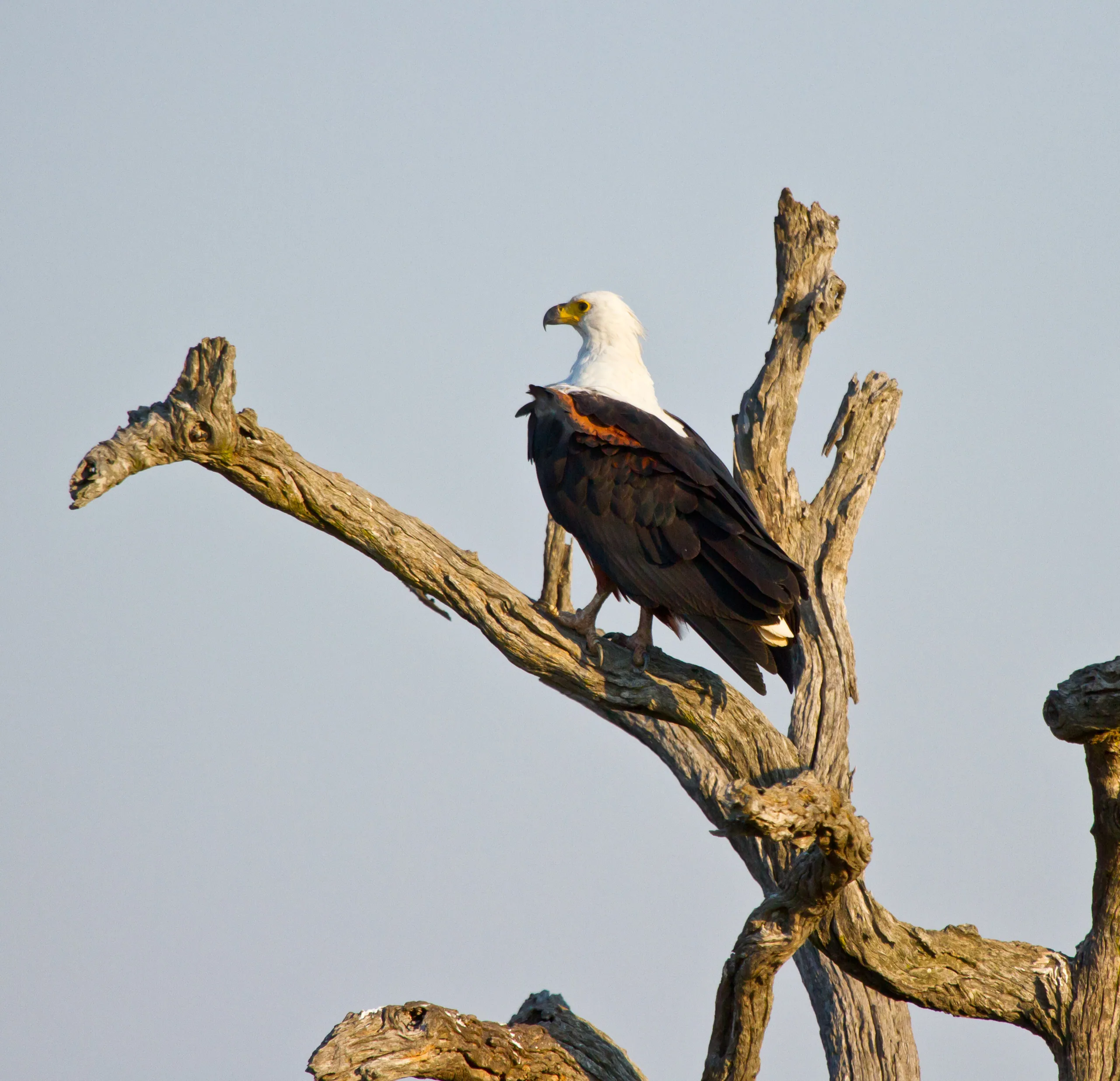 African Fish Eagle