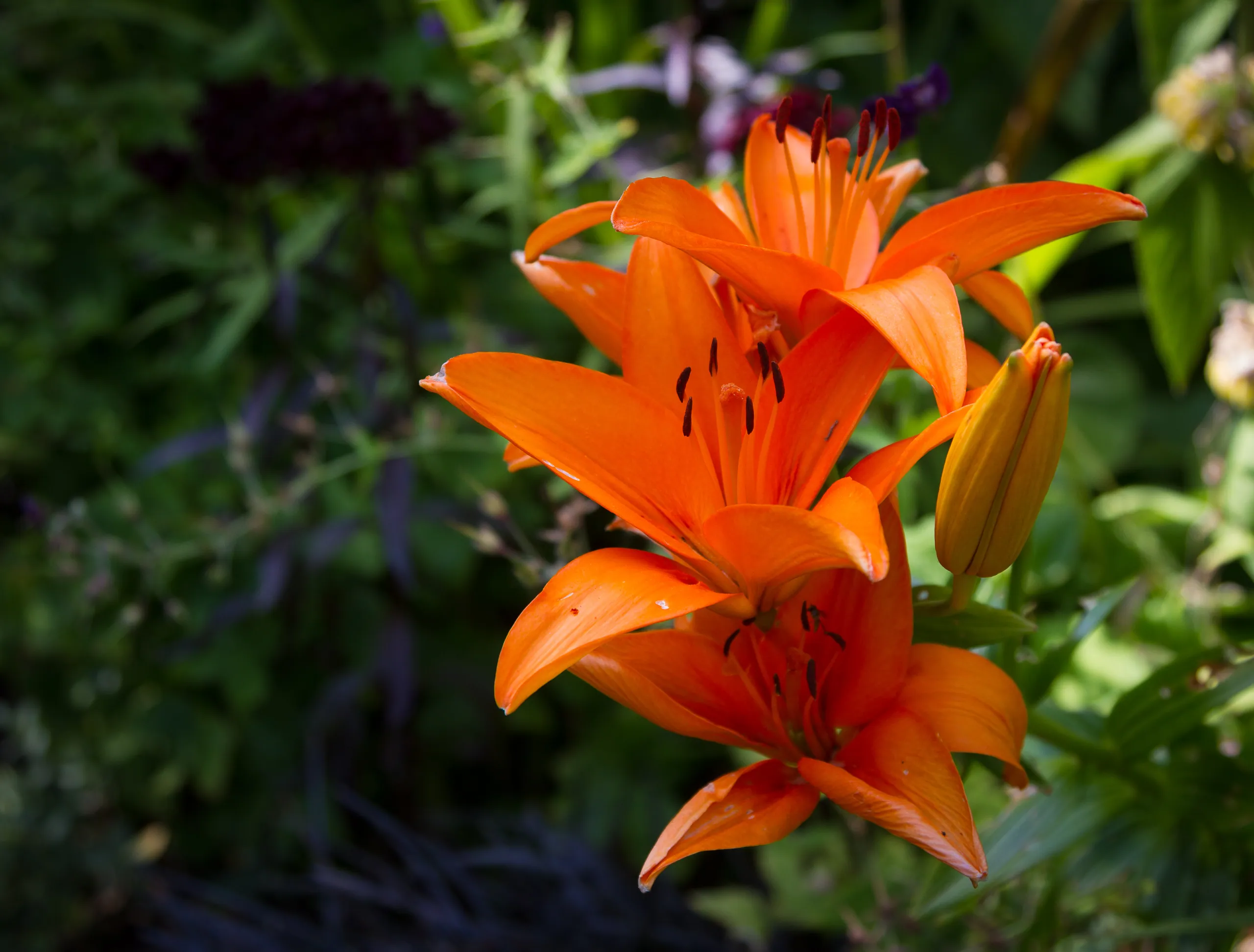 Orange Lillies, Docton Mill Gardens