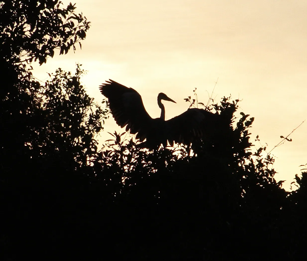Heron Sunset Silhouette