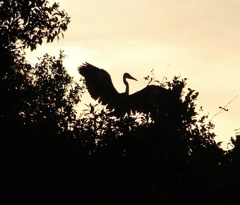 Heron Sunset Silhouette