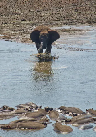 Adolescent African Elephant Mock-Charges Hippos