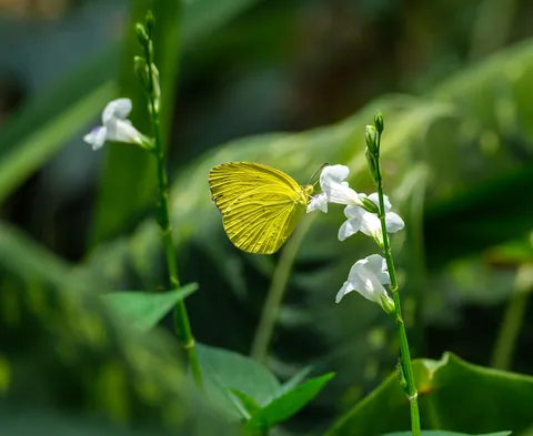 Butterfly, Botanic Gardens