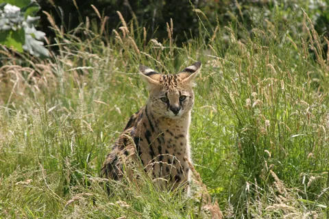 Malawi the Serval