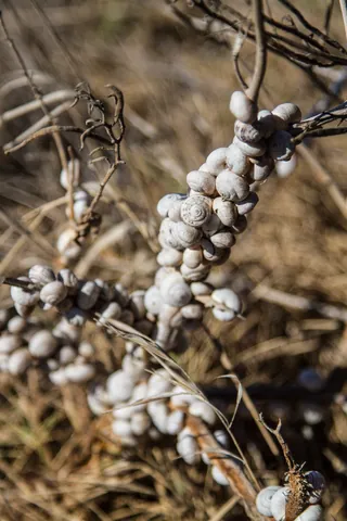 Snail colonies near the water, Mykonos