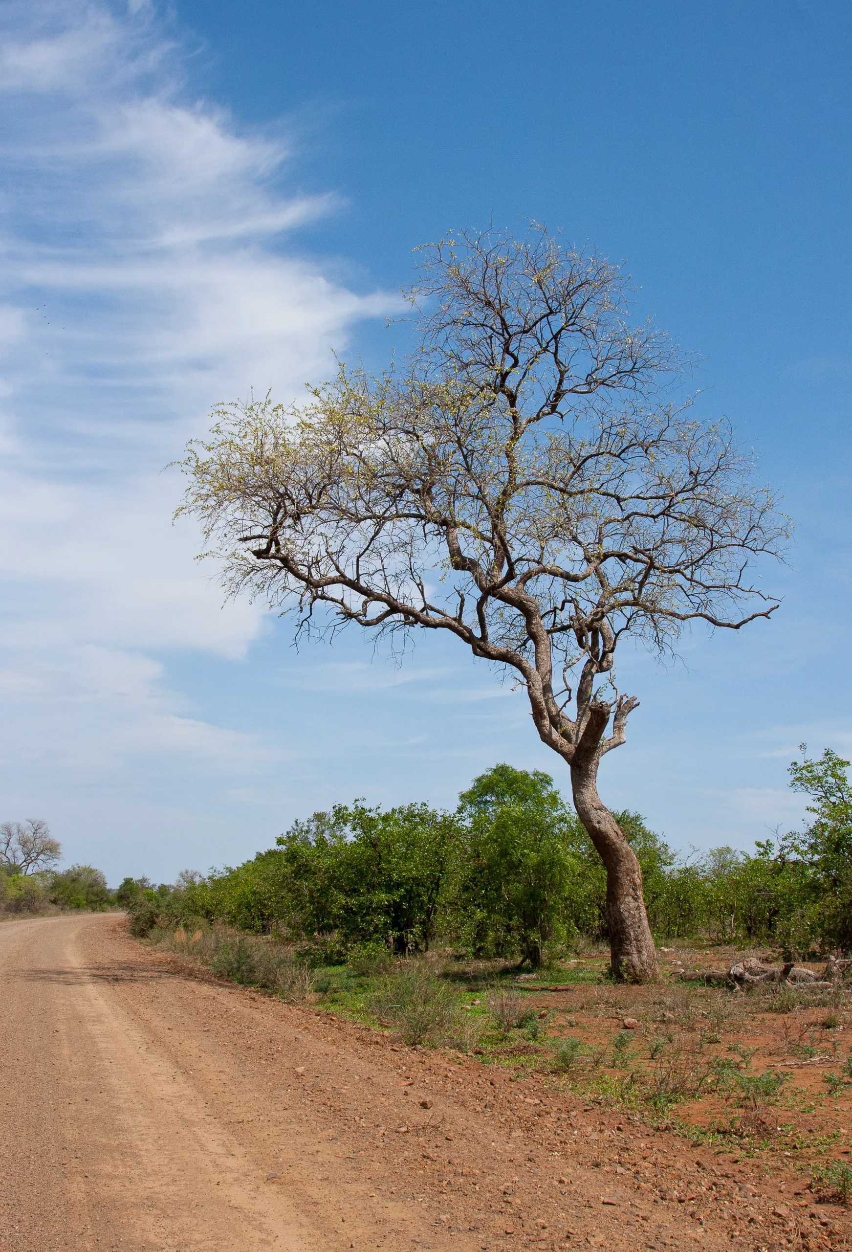 Kruger Park - The Lonely Road