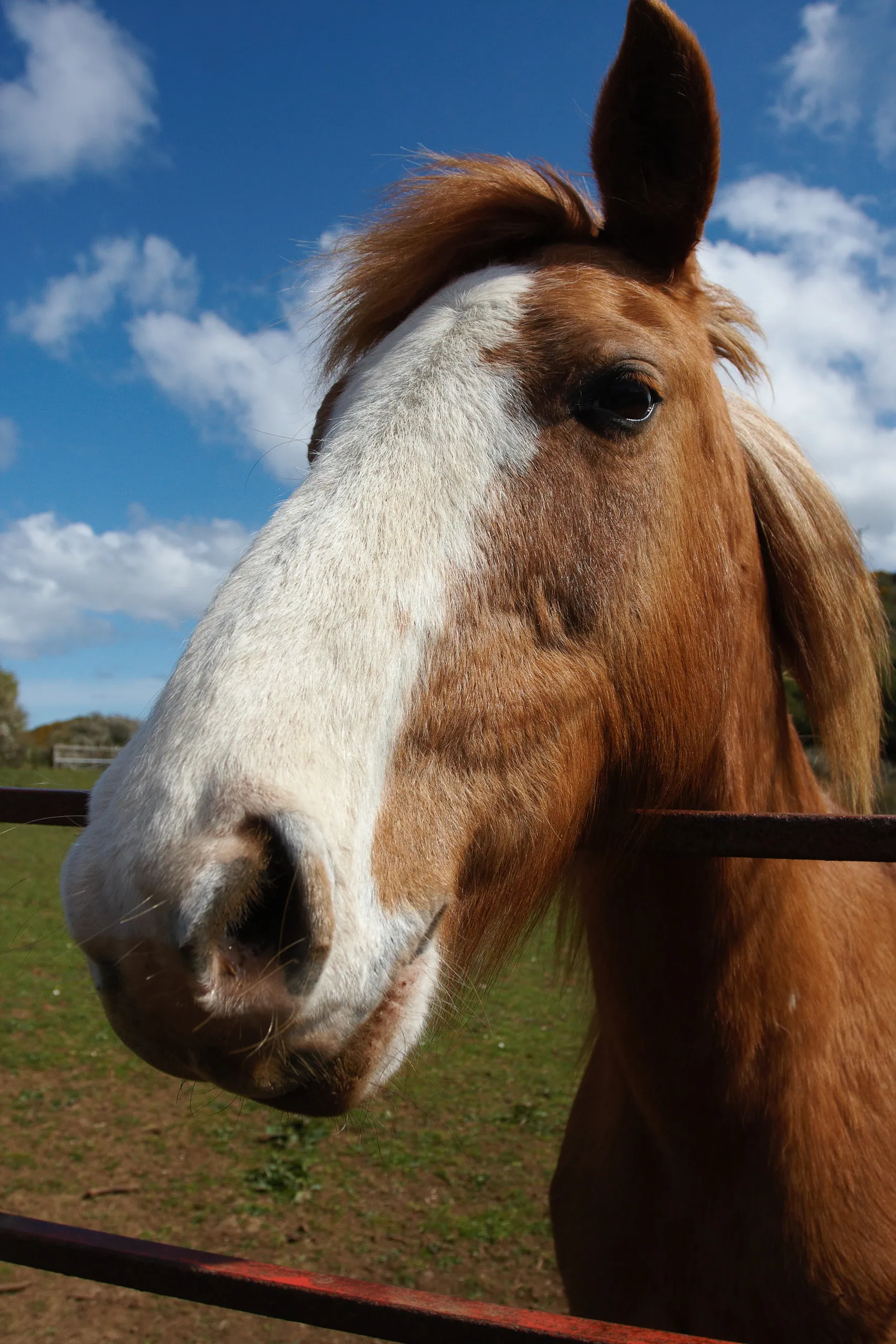 Horse near Llanbadrig, Anglesey