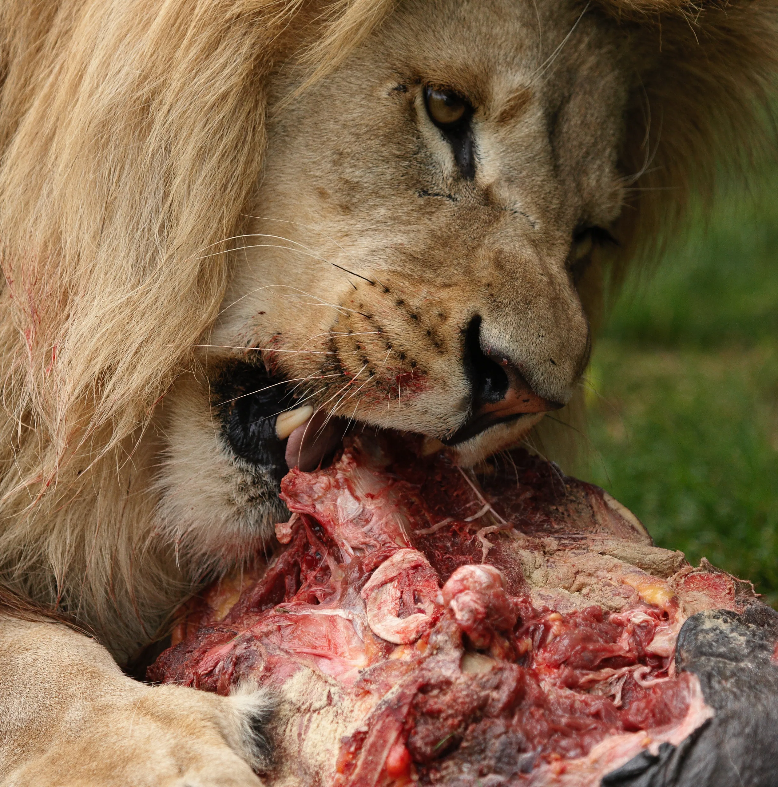 African Lion Feeding on Horse