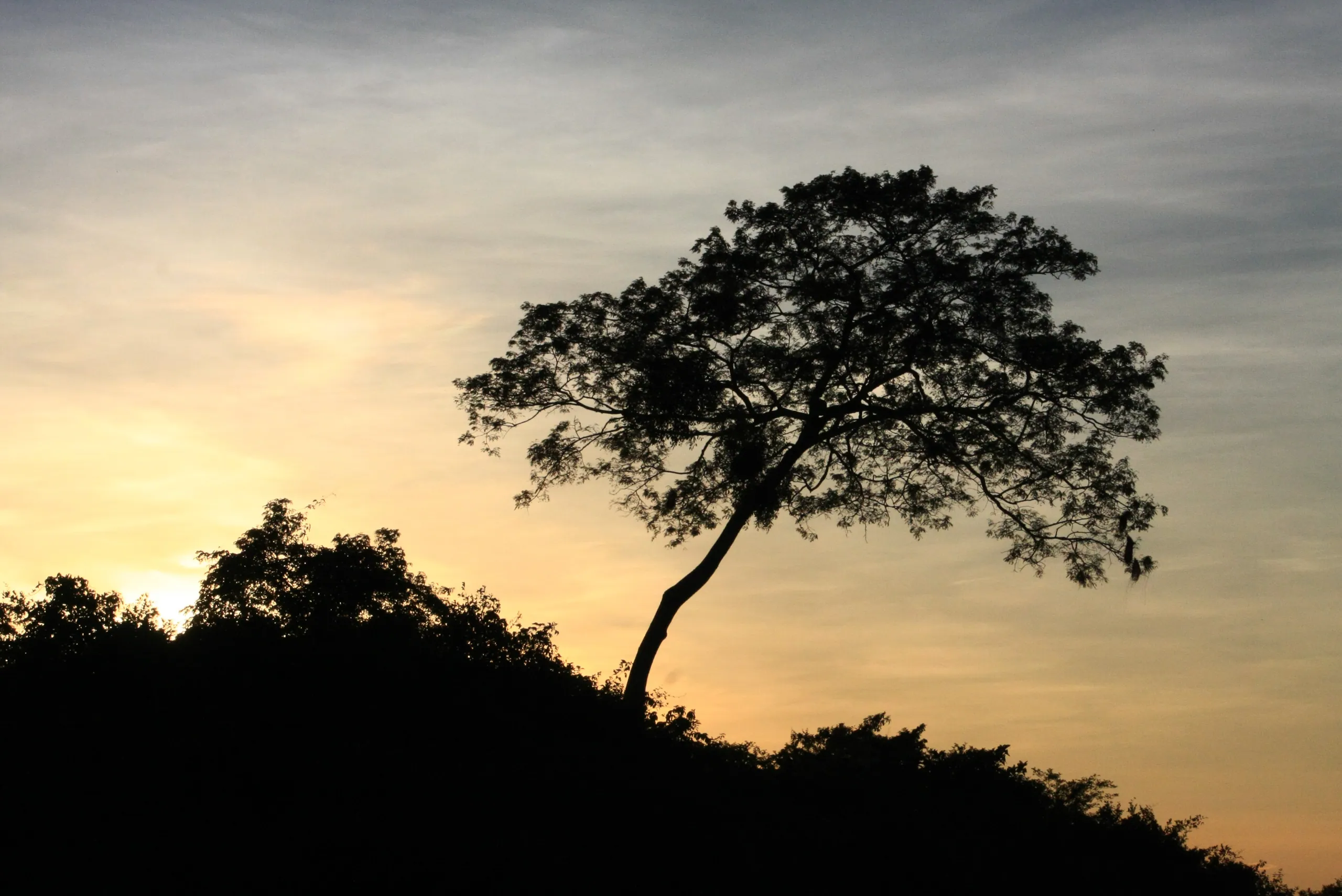 Sunset Tree