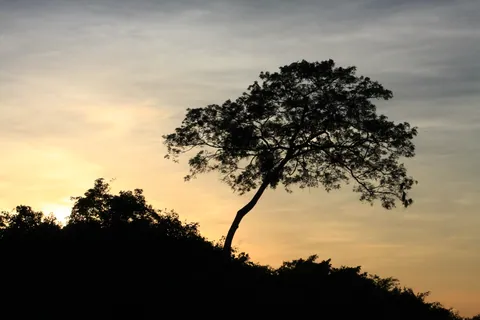 Sunset Tree