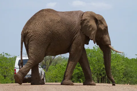 African Elephant Crossing a Road