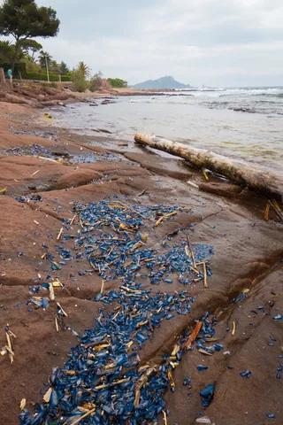 Beached Velella, St Raphael
