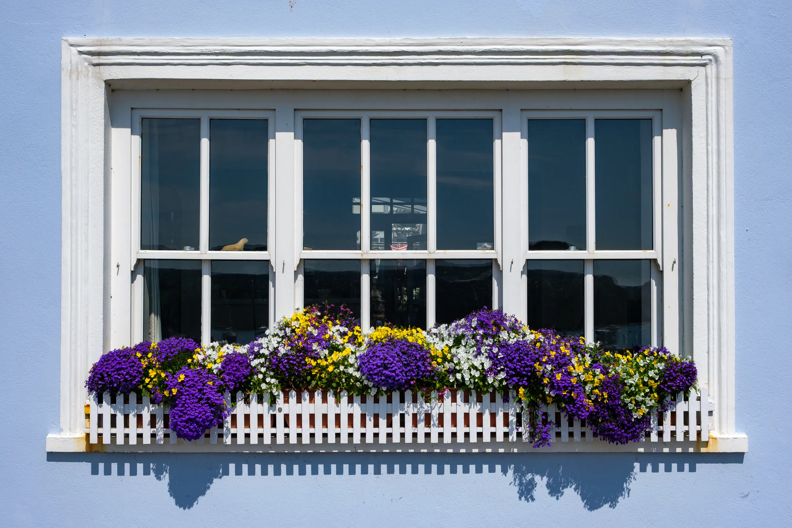 Window Flowers, St Mawes