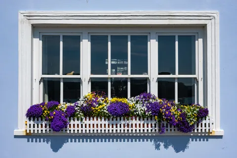 Window Flowers, St Mawes