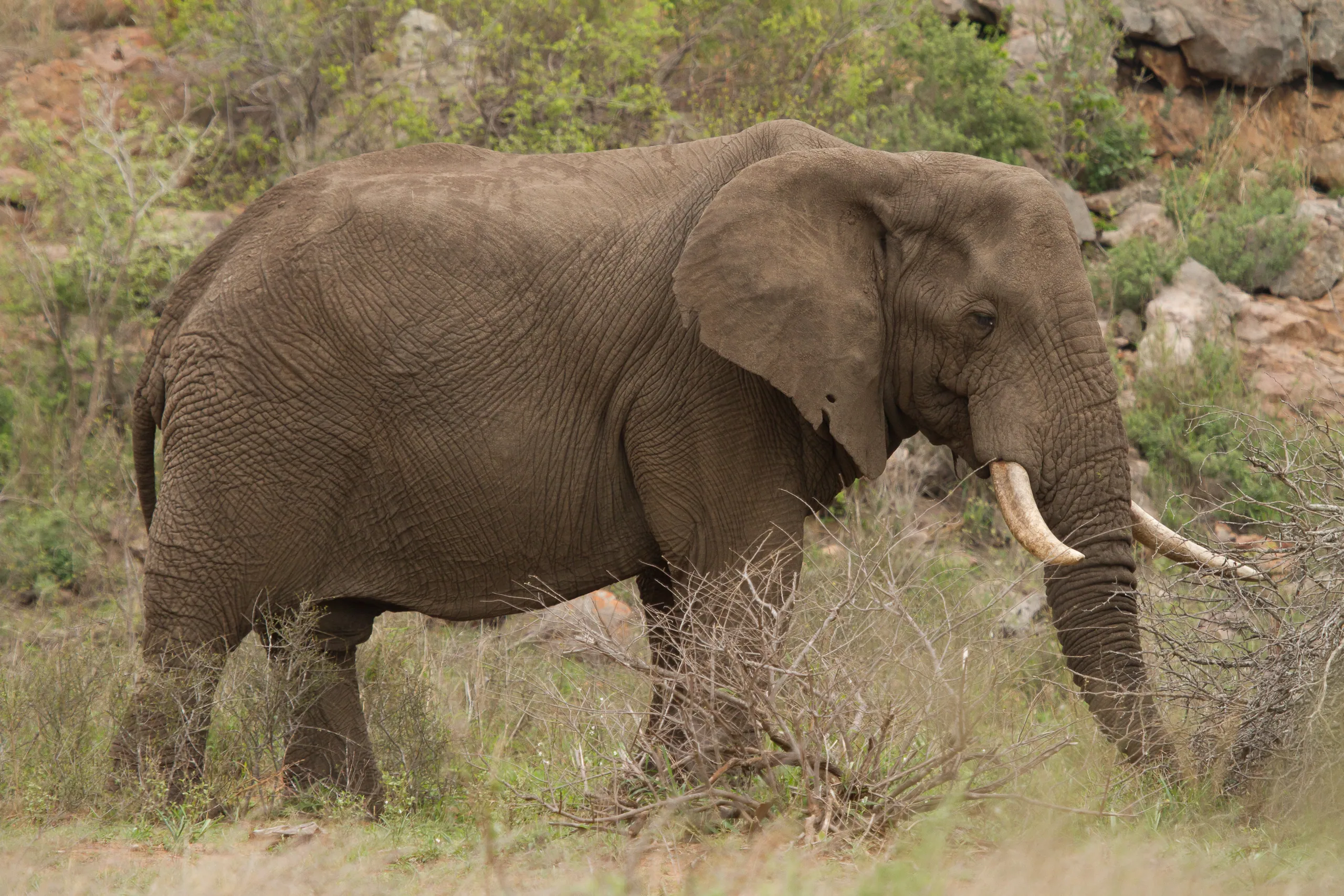 African Elephant