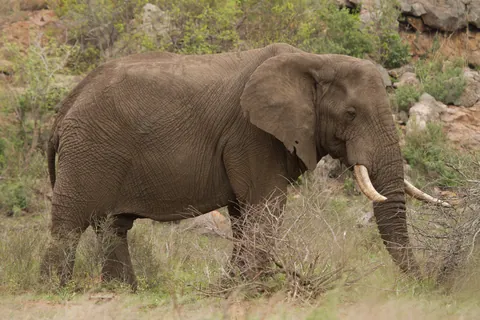 African Elephant