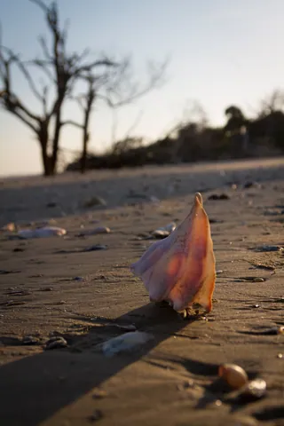 Sunset Shell, Botany Bay