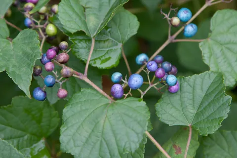 Porcelain Berries, Chatham