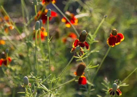 Wildflowers, Canyon Wren Ranch