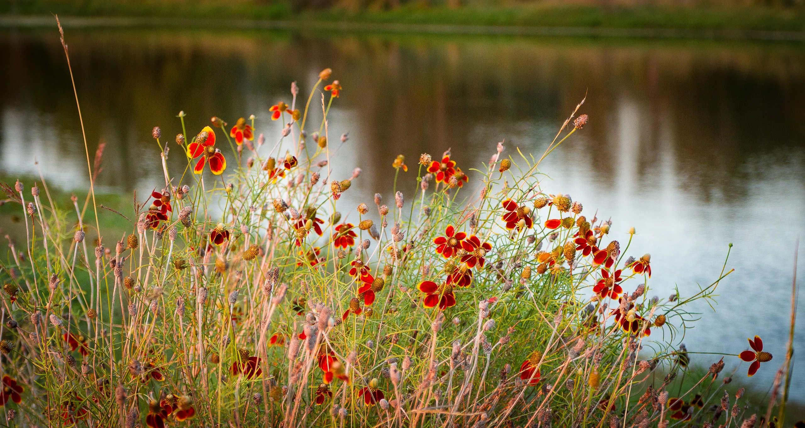 Canyon Wren Ranch - Flowers