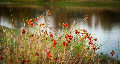 Canyon Wren Ranch - Flowers