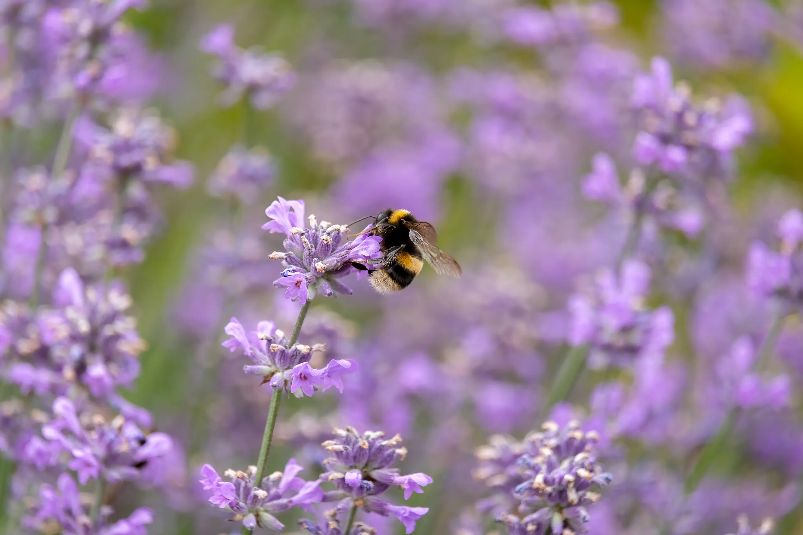 Lavender Bee