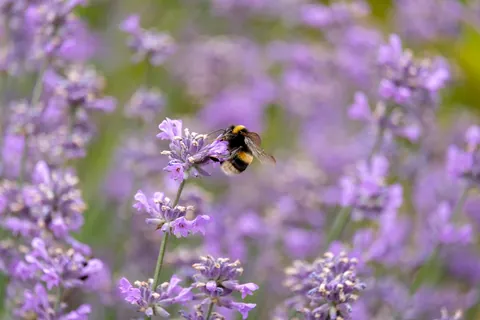 Lavender Bee
