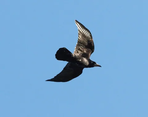 Rook, Anglesey