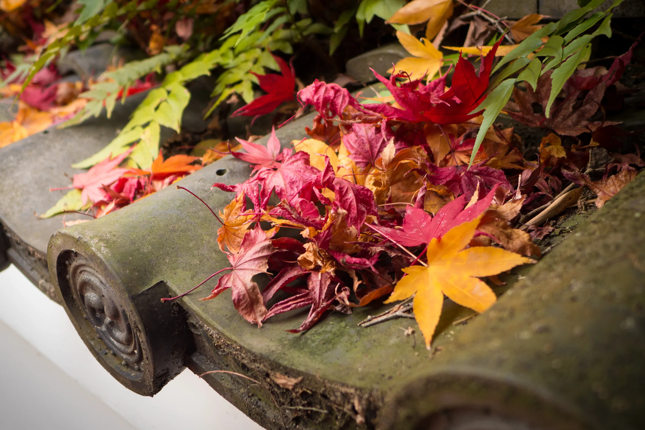 Autumn leaves and temple roof, Koto-in Temple, Kyoto