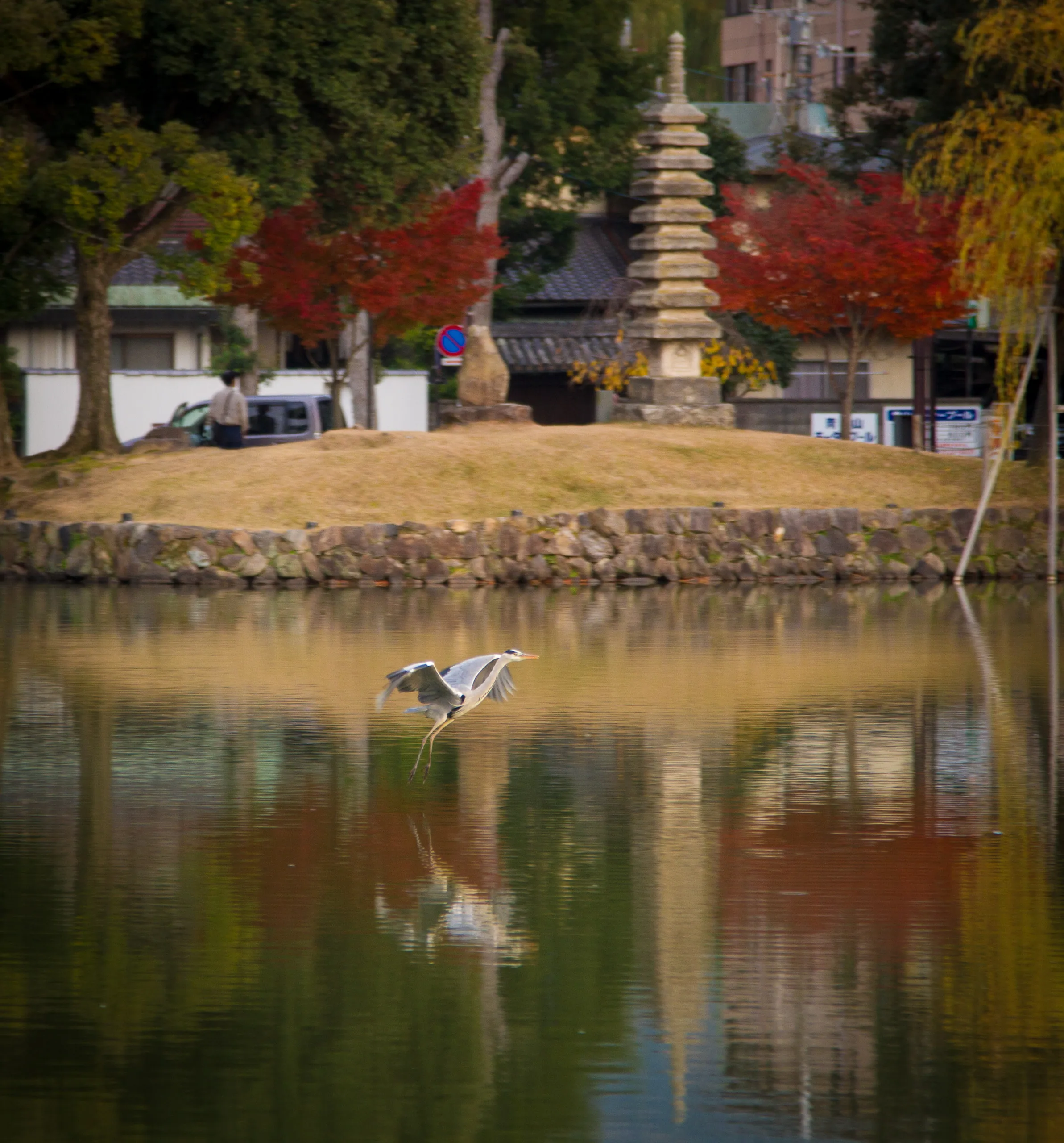 Heron and reflection, Nara