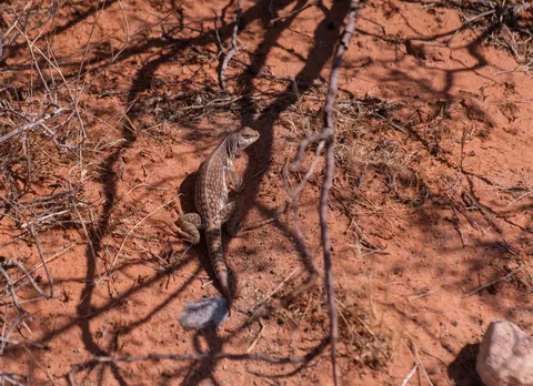 Valley of Fire - Lizard
