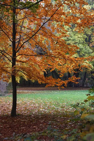 Autumn Colours in the Englischer Garten